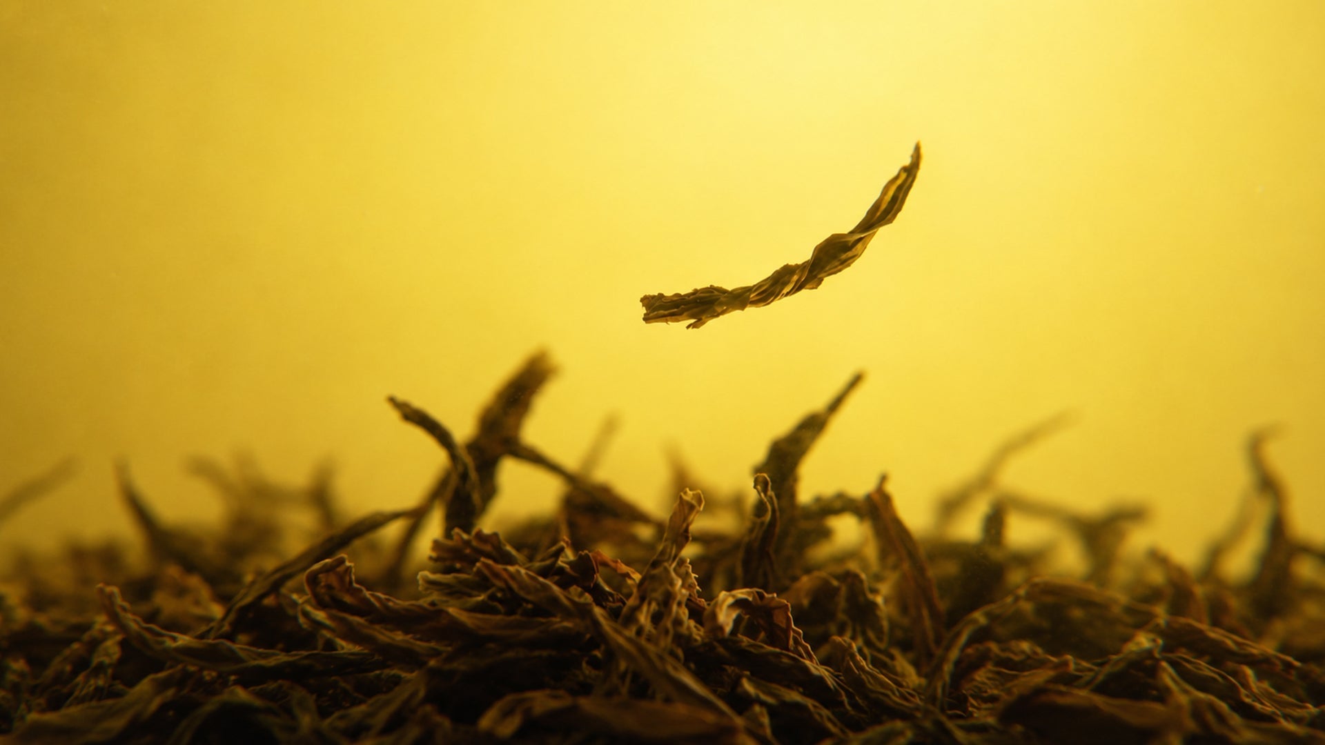 Cold Brew Tea: How to Make It at Home With a Cold Brew Maker