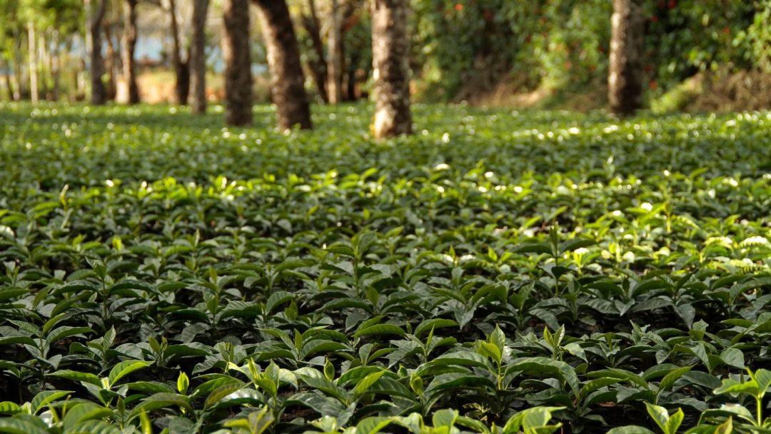 Flavors & Aromas From All Around the World - Ovalware