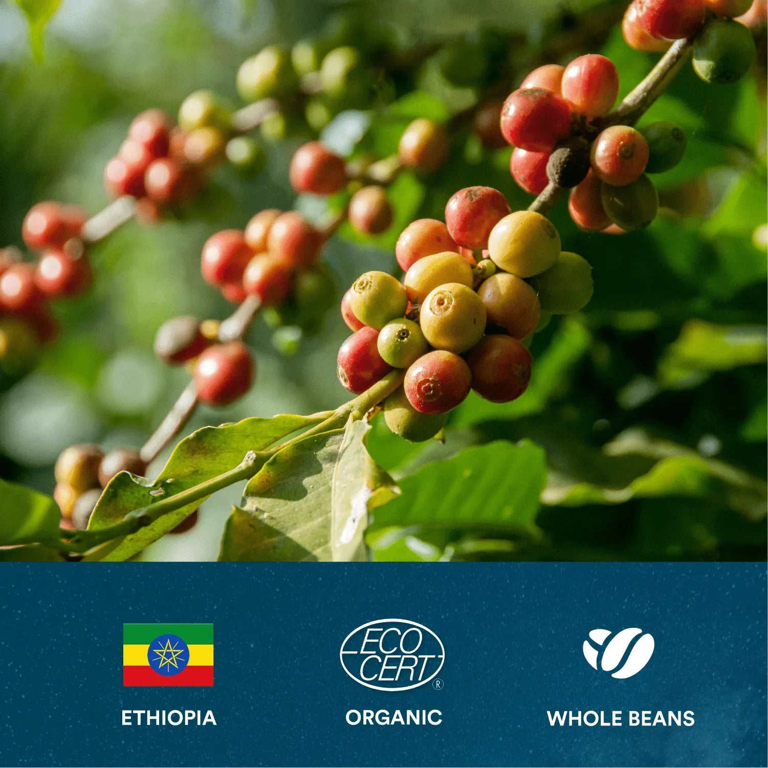 Ethiopian (Sidamo) Pour Over Whole Beans