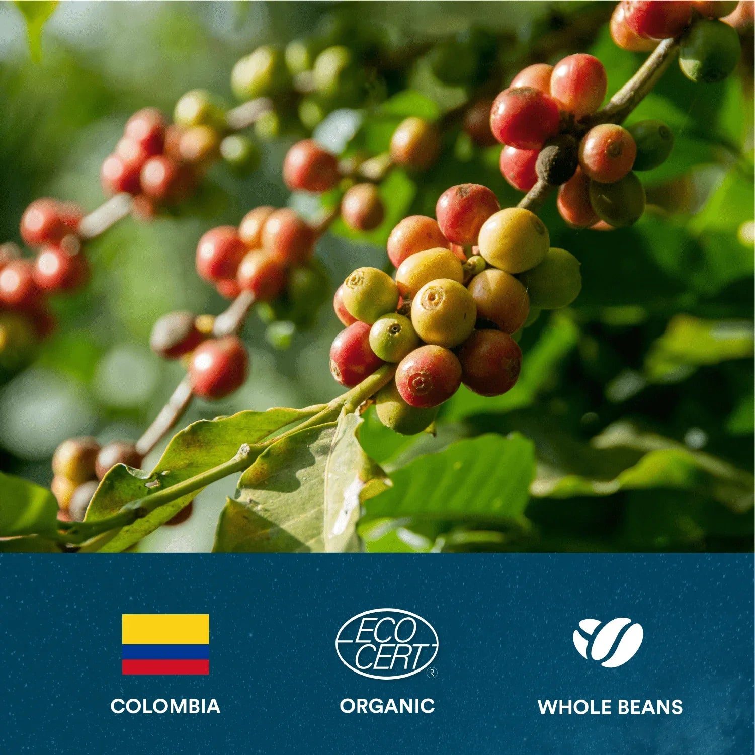 Colombian Pour Over Whole Beans
