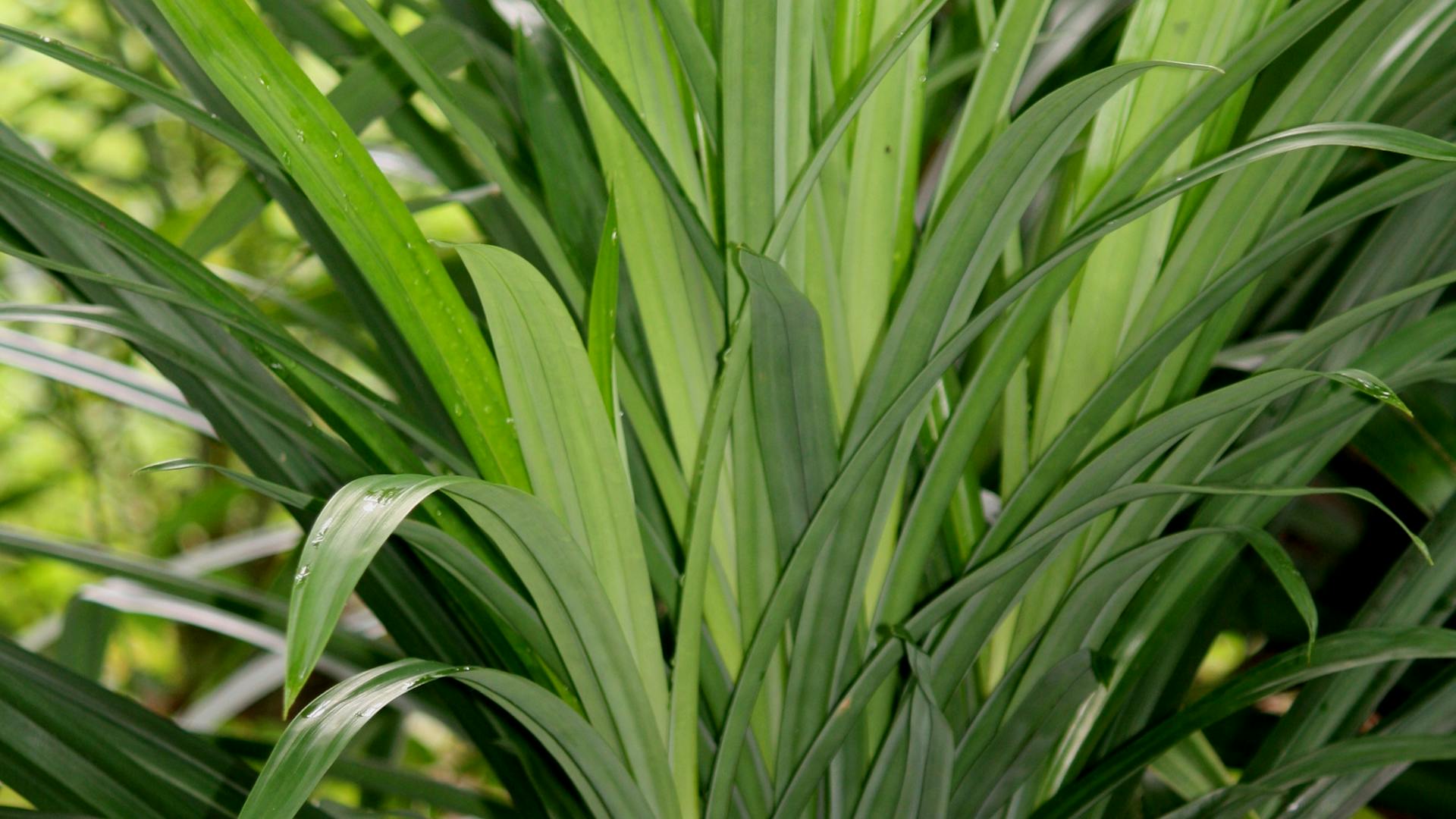 Fresh pandan leaves — the key ingredient in pandan coffee