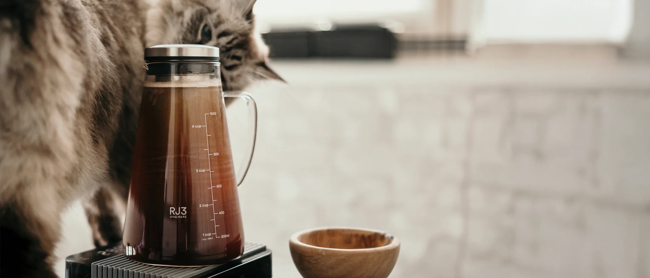 Cold brew coffee maker with cat on a kitchen counter